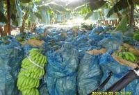 香蕉 威廉斯 文山水果基地直供 长沙同城预定交易_农副产品